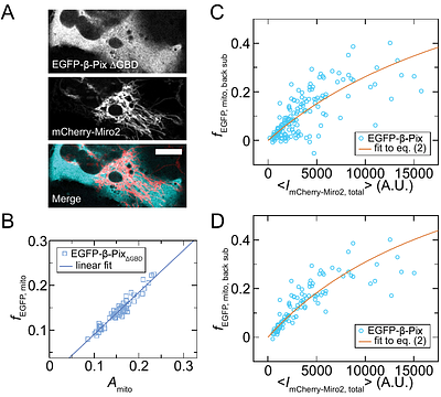 A co-expression strategy allows effective protein-protein binding affinities to be assessed as a function of concentration within live cells