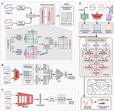 A Corporative Language Model for Protein-Protein Interaction, Binding Affinity, and Interface Contact Prediction