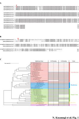 Identification of Viral Activators of the HSV-2 UL13 Protein Kinase