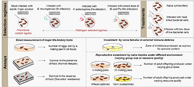 TRACKING EVOLUTIONARY COSTS OF IMMUNE ADAPTATION AGAINST SINGLE VERSUS COINFECTING PATHOGENS