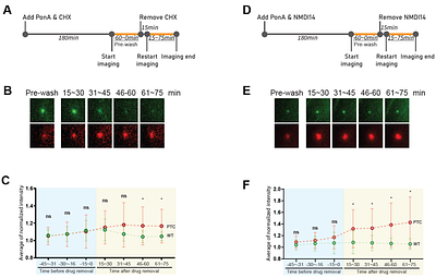 Real-time imaging of transcriptional feedback in nonsense-mediated mRNA decay