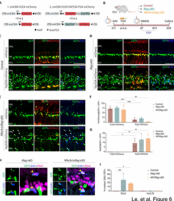 Robust reprogramming of glia into neurons by inhibition of Notch signaling and NFI factors in adult mammalian retina.