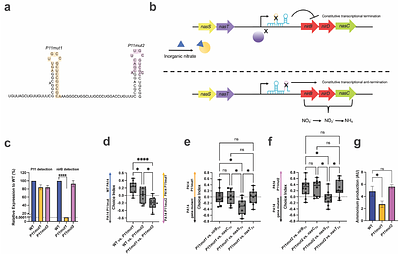 P. aeruginosa controls both C. elegans attraction and pathogenesis by regulating nitrogen assimilation