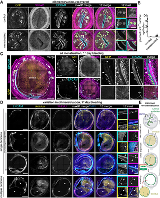 Luminal epithelium remodeling underlies endometrial regeneration during menstruation and pregnancy