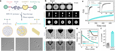 Emergence of rigidity percolation and critical behavior in tunable protein condensates