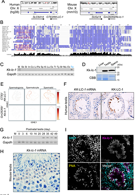 KK-LC-1 reveals evolutionary divergence in the regulation of sperm motility between humans and mice