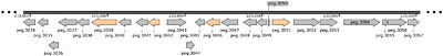 Sequencing and functional analysis of Sphingobium yanoikuyae A-TP genome reveals genes for utilization of limonene, α-pinene, and citronellol