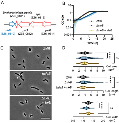 Hypothetical lytic transglycosylase SleB is important for cell fitness in Zymomonas mobilis