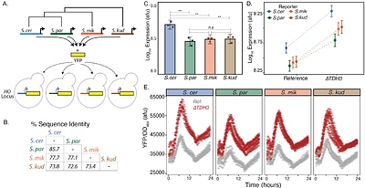 cis- and trans-regulatory factors contributing to divergent activity of the TDH3 promoter in Saccharomyces yeast