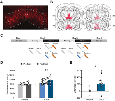 Ventral tegmental area astrocytes regulate drug-cue associations and drug intake