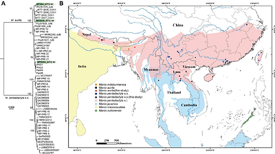 Revalidation of Manis aurita, based on integrative morphological and genomic evidence