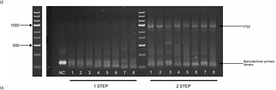 A rapid and inexpensive universal PCR protocol for DNA (meta)barcoding using a one-tube, 2-step PCR