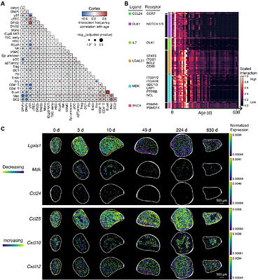 Tissue architecture dynamics underlying immune development and decline in the thymus