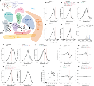 Mutagenesis study of a Bacteriophytochrome - insights for the development of labels for optical imaging.
