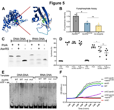 A universal regulatory mechanism for prevention of replication restart from RNA:DNA hybrids