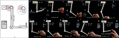 Development and Characteristics of a Highly Biomimetic Robotic Shoulder
  Through Bionics-Inspired Optimization