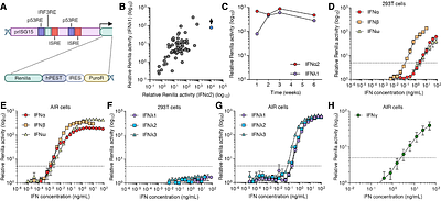 Highly-sensitive reporter cell line for detection of interferon types I-III and their neutralization by antibodies