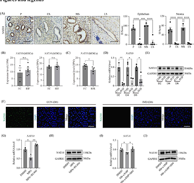 NAT10 governs uterine function and fertility by stabilizing progesterone receptor mRNA via ac4C modification