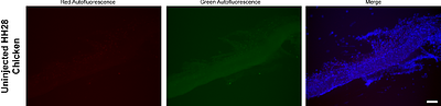 Short-term gonadal cultures are sufficient for germline transmission in a songbird