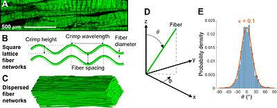 The effect of microstructural variations in tendon and ligament on diffusion tensor MRI