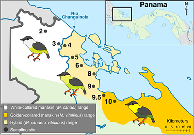Reduced offspring viability is associated with long-term stability of a narrow avian hybrid zone