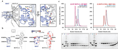 Structural Insights into the Roles of PARP4 and NAD+ in the Human Vault Cage