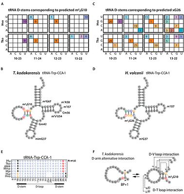 The Evolutionary Landscape of tRNA Modifications in Archaea: Insights from High-Throughput Sequencing