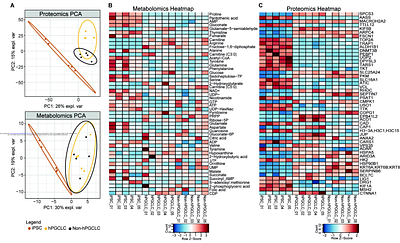 The metabolome and proteome of stem cell-derived human primordial germ cells: a multi-omics approach