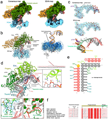 Structural basis of nick translation in human DNA replication