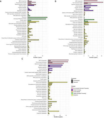 Multi-omics profiling reveals convergent adaptation of urinary Pseudomonas aeruginosa isolates