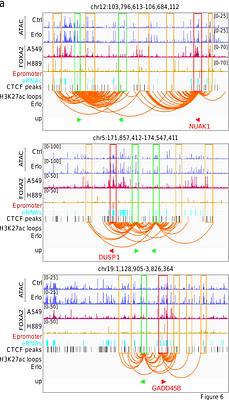 Erlotinib induces 3D genome rearrangements in lung cancer cells activating tumor suppressor genes through FOXA2-bound Epromoters