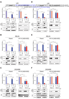 APOBEC3 antagonism fully explains HIV-1 Vif essentiality under interferon and differentiation conditions