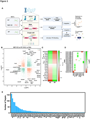 Nuclear Myosin 1 links genomic architecture to adipose tissue remodeling, metabolic inflammation and obesity in mice