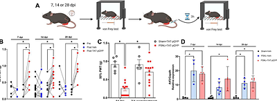 Temporal regulation of TRP channels during partial sciatic nerve ligation is modulated by PLCγ in male mice