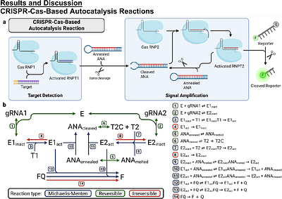 Kinetic Modeling of Target-Amplification-Free CRISPR-Cas-Based Autocatalysis Reactions