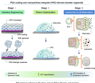 Stage-adaptive integration of polydopamine promotes hPSC-derived alveolar organoids differentiation and maturation