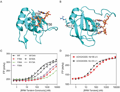 Unearthing SRSF1's Novel Function in Binding and Unfolding of RNA G-Quadruplexes