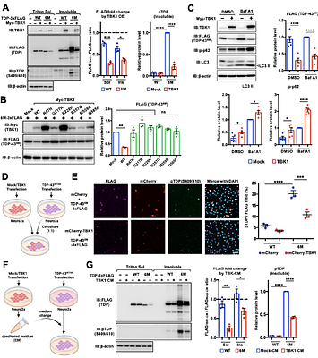 TBK1 eliminates aggregation-prone monomeric TDP-43 through the IFNβ-immunoproteasome pathway