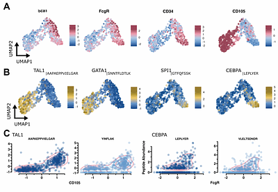 Informed Data-Independent Acquisition Enables Targeted Quantification of Key Regulatory Proteins in Cell Fate Decision at Single-Cell Resolution
