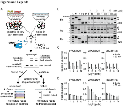 CRISPR-Cas12a exhibits metal-dependent specificity switching