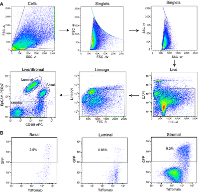 LMO2 regulates epithelial-mesenchymal plasticity of mammary epithelial cells