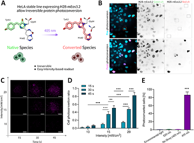 Spatial control of light-responsive proteins and optogenetics within hydrogels via volumetric bioprinting