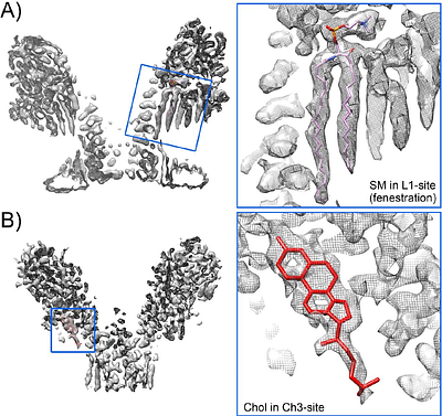 The action mechanism of actinoporins revealed through the structure of pore-forming intermediates