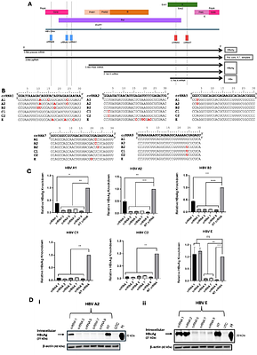 Addressing viral genomic variability towards developing a Cas13b-based therapy
