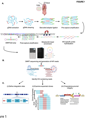 Development and validation of HIV SMRTcap for the characterization of HIV-1 reservoirs across tissues and subtypes
