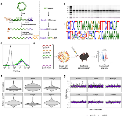 High-throughput in vivo screening using barcoded mRNA identifies lipid nanoparticles with extrahepatic tropism for cancer immunotherapy