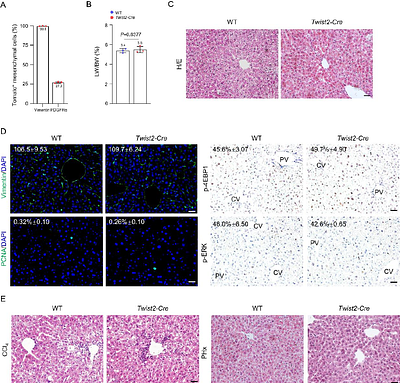 Liver regeneration by a population of midzone-located mesenchymal-hepatocyte hybrid cells