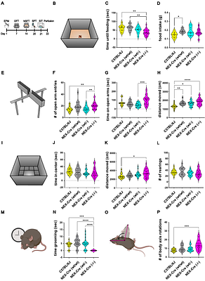 Uncovering Hidden Phenotypes in NEX-Cre Mice: Behavioral and Cellular Alterations Demand Re-Evaluation of a Widely Used Transgenic Line