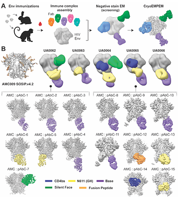 Decoding epitope immunodominance in HIV Env using cryoEM and machine learning