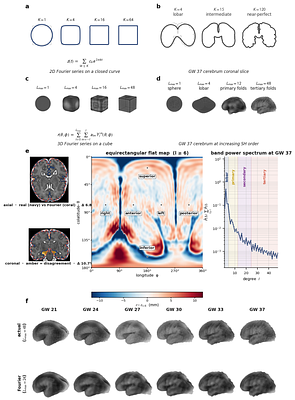 Brain folding as a Fourier series yields a developmental clock